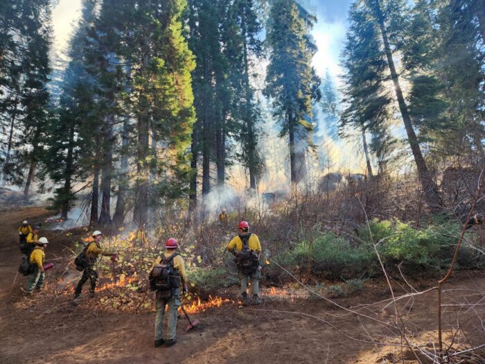 Wildfire fuels management team conducting a prescribed burn in a giant sequoia grove