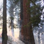 Thick bark enables giant sequoia to withstand lower-severity ground fires