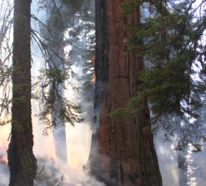 Thick bark enables giant sequoia to withstand lower-severity ground fires