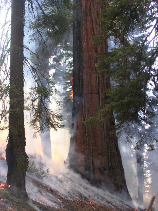 Thick bark enables giant sequoia to withstand lower-severity ground fires