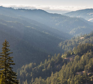 Redwood forest covers the rolling landscape of Mailliard Ranch. Protecting the ranch will safeguard these precious forests, abundant plant and animal habitat, as well as clean air and water. Photo by John Birchard.