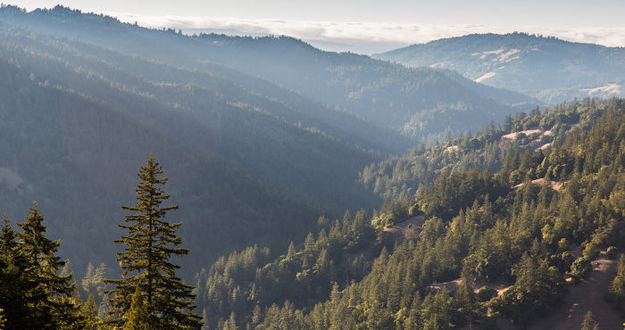 Redwood forest covers the rolling landscape of Mailliard Ranch. Protecting the ranch will safeguard these precious forests, abundant plant and animal habitat, as well as clean air and water. Photo by John Birchard.