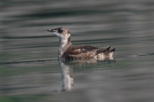 Marbled murrelet. Photo Credit: USFWS, Flickr Creative Commons