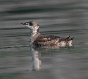 Marbled murrelet. Photo Credit: USFWS, Flickr Creative Commons