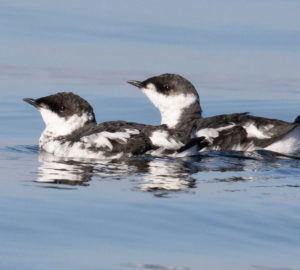 A pair of marbled murrelets, small birds with black and white feathers, float together on the ocean.