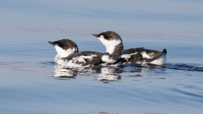 A pair of marbled murrelets, small birds with black and white feathers, float together on the ocean.