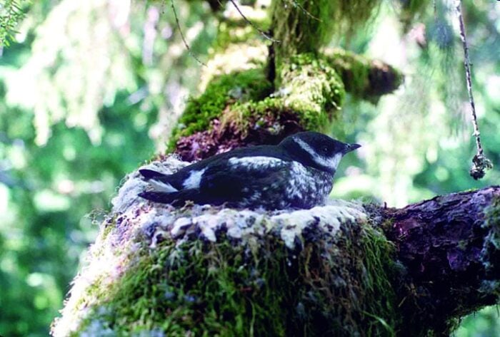 A dark gray and white bird snuggles into a green mossy "nest" on the wide branch of a tree