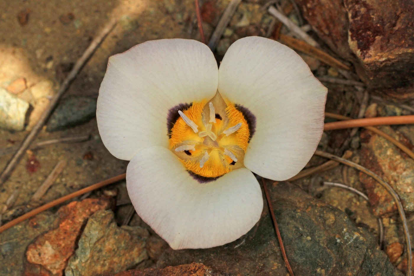 Mariposa Lily is a wildflower found in redwood forests. Photo by Judy Gallagher