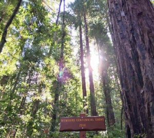 Members Centennial Grove 2018 is in the League-owned Peters Creek Old-Growth Forest next to Portola Redwoods State Park. Photo by Jennifer Verhines