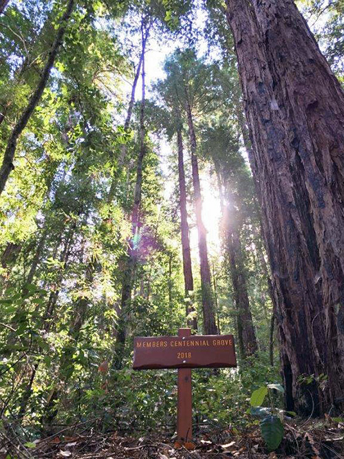 Members Centennial Grove 2018 is in the League-owned Peters Creek Old-Growth Forest next to Portola Redwoods State Park. Photo by Jennifer Verhines