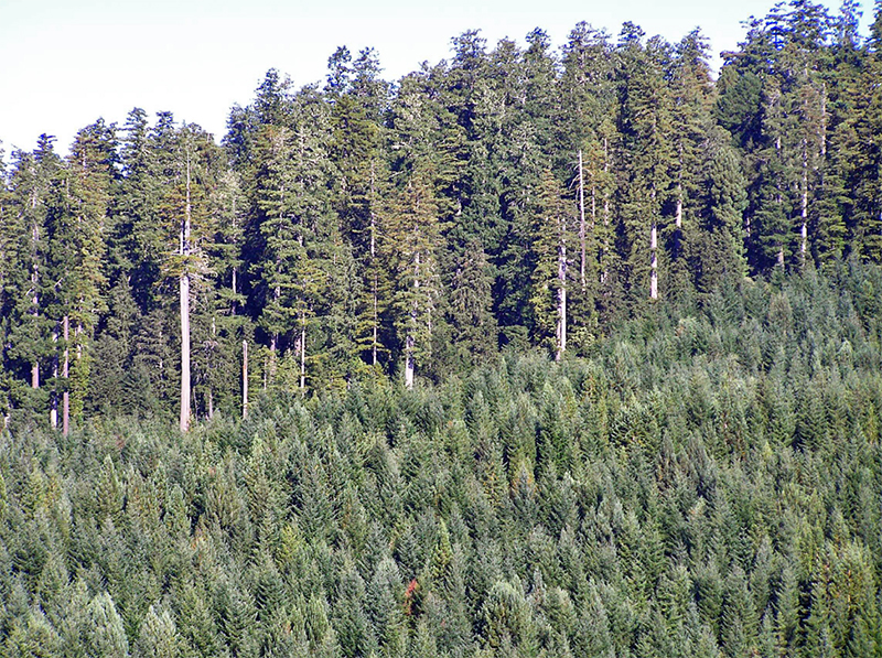 Old-growth redwood forest at Mill Creek stands behind a previously logged area that was densely reseeded with Douglas-fir. Photo by Lathrop Leonard, California State Parks