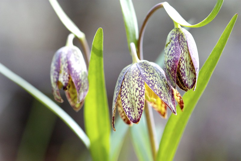 Three droopy, bell-shaped red-and-green flowers