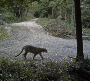 A glimpse of a mountain lion caught by wildlife cameras on the San Vicente property.