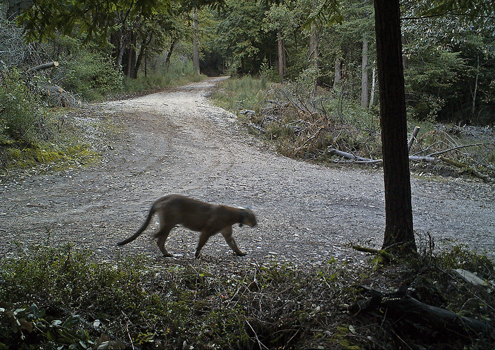 A Mountain Lion's Perspective: Humans are Terrifying 