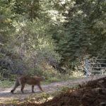 Mountain lion