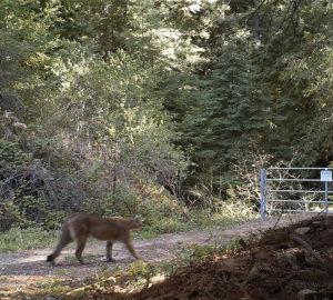 Mountain lion