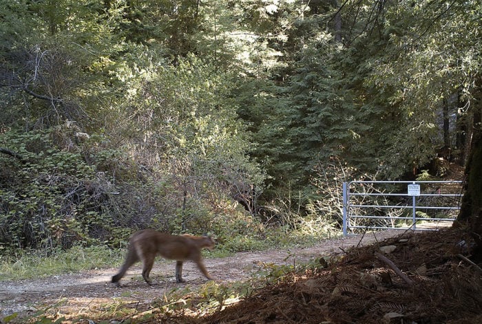 Mountain lion. Photo courtesy of our partners, Peninsula Open Space Trust and Sempervirens Fund