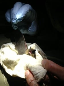 A myotis bat gets a careful check up.