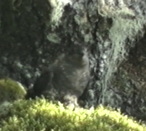 marbled murrelet video screen shot