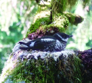 A marbled murrlet tends to its treetop nest. Photo by Tom Hamer.