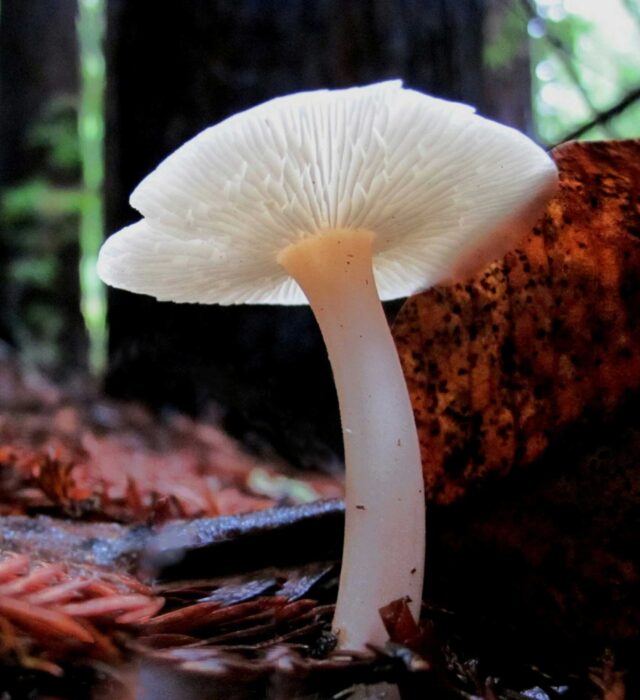 A white, almost glowing mushroom in the forest, seen from below to show beautiful, paper-thin gills on the underside of its cap