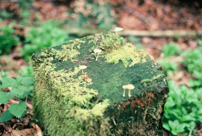 Tiny mushrooms grow on a mossy wooden post.