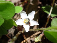 native bee sorrel.