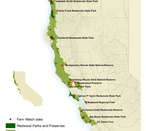 Fernwatch Research Plots