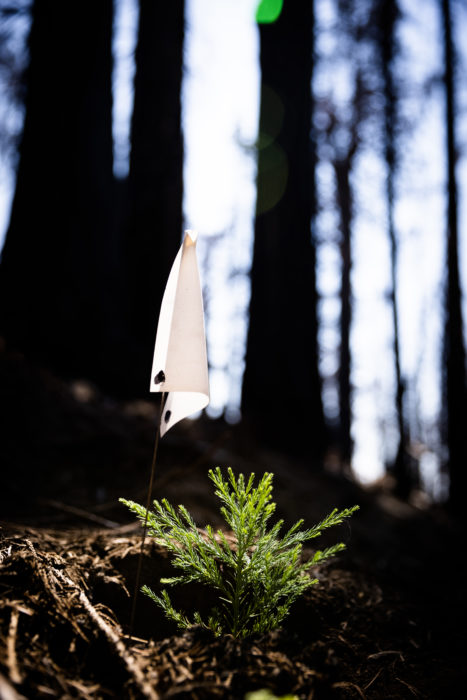 planted seedling alder