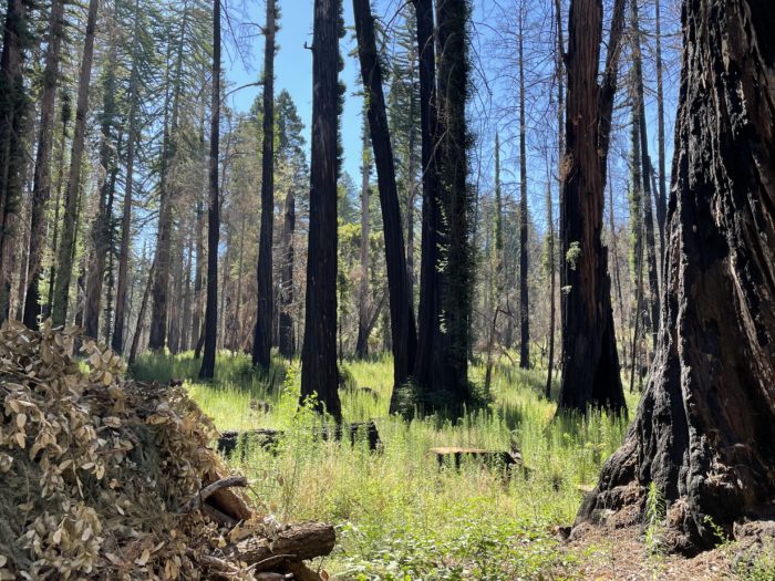 big basin forest