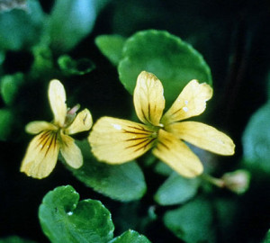 Redwood violet (Viola sempervirens). Courtesy of Fran Wolfe