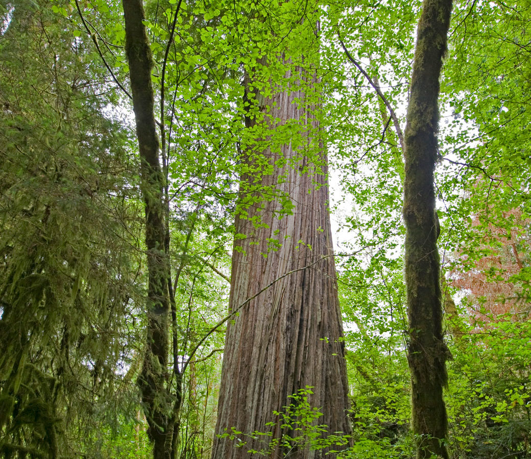 Redwood trees