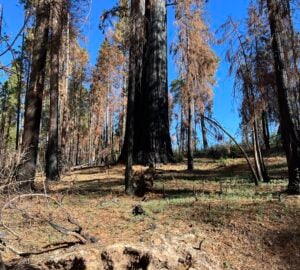 Orphans trees of Calaveras Big Trees, feared dead, are alive