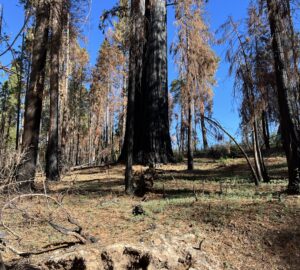 Orphans trees of Calaveras Big Trees, feared dead, are alive