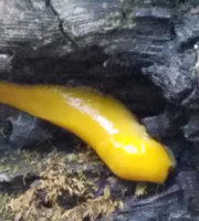 Banana slug at Portola Redwoods State Park. Photo by Patricia VanEyll