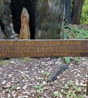 Grove sign at Portola Redwoods State Park. Photo by Patricia VanEyll