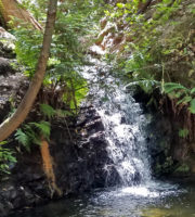 Waterfall at Portola Redwoods State Park. Photo by Patricia VanEyll