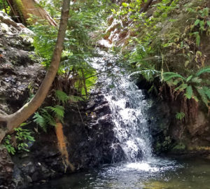 Waterfall at Portola Redwoods State Park. Photo by Patricia VanEyll