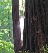 Mist rising off wet tree as it is warmed by the sun. Photo by Patricia VanEyll