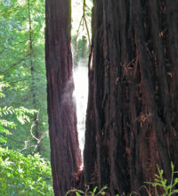 Mist rising off wet tree as it is warmed by the sun. Photo by Patricia VanEyll