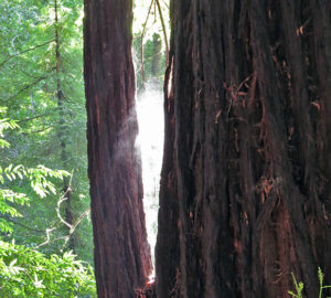 Mist rising off wet tree as it is warmed by the sun. Photo by Patricia VanEyll