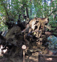 Signpost 6 illustrating the shallow root system. Photo by Patricia VanEyll