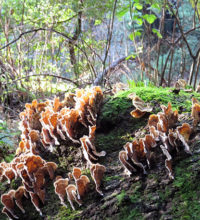 Turkey tail fungus and moss growing from deadfall. Photo by Patricia VanEyll