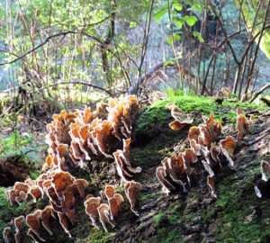 Turkey tail fungus and moss growing from deadfall. Photo by Patricia VanEyll