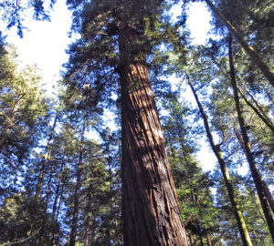 Twisted redwood bark. Photo by Patricia VanEyll