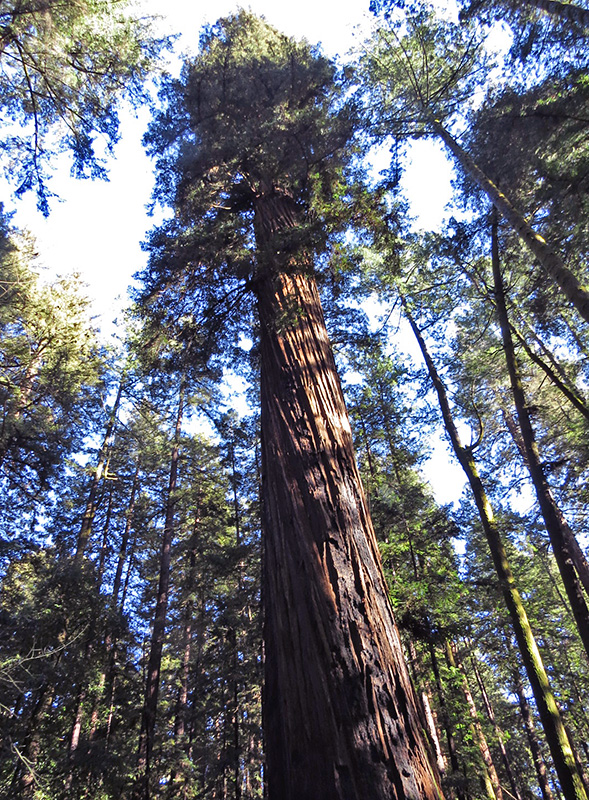 Twisted redwood bark. Photo by Patricia VanEyll