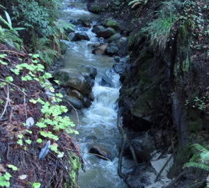 Wet-weather spring. Photo by Patricia VanEyll