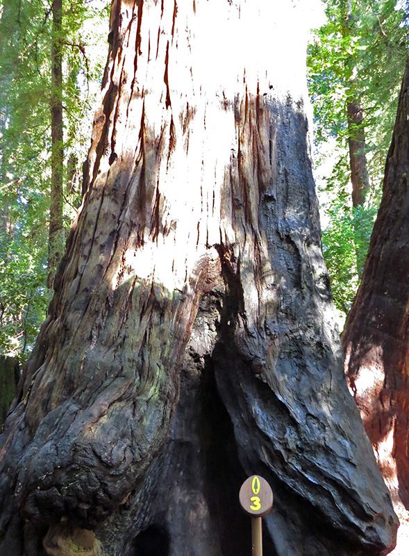 Sign Post 3, Henry Cowell Redwoods State Park. Photo by Patricia VanEyll