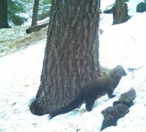 Rare Pacific fisher spotted at Red Hill