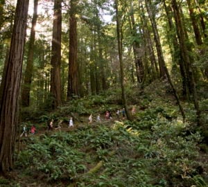 children walking through redwood forest